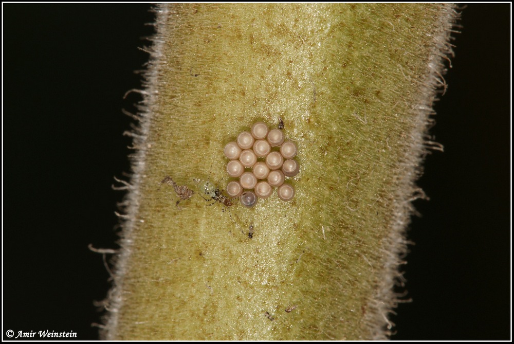 Heteroptera d''Israele